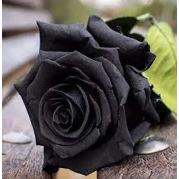 Natural Black Rose