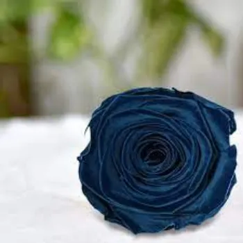 Natural Black Rose