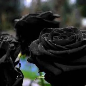 Organic Black Rose