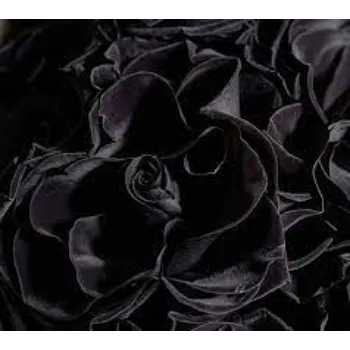 Common Black Rose