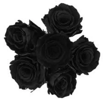 Natural Black Rose