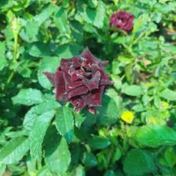 Fresh Black Rose