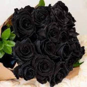 Fresh Black Rose