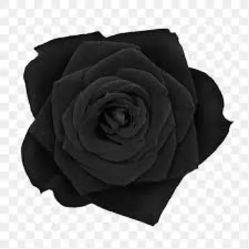 Fresh Black Rose