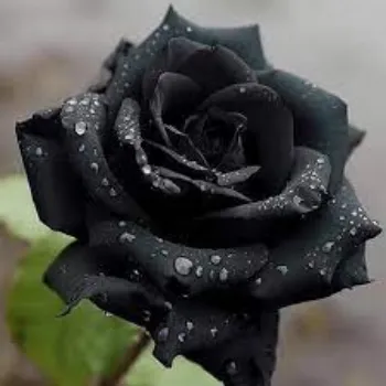 Organic Black Rose
