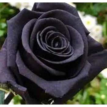 Common Black Rose