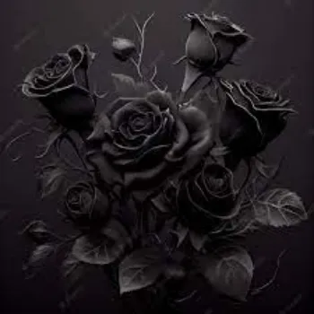 Organic Black Rose