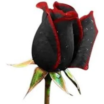 Fresh Black Rose