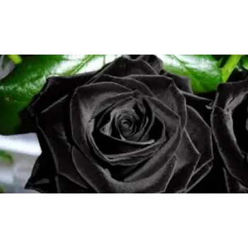Fresh Black Rose