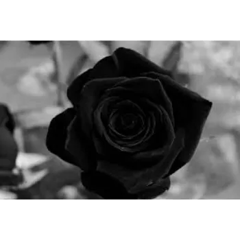 Natural Black Roses
