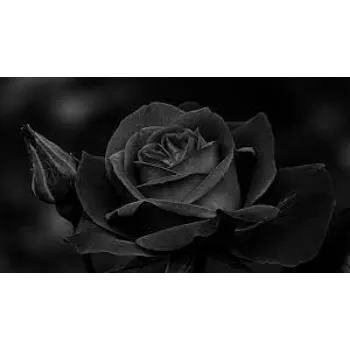 Organic Black Rose