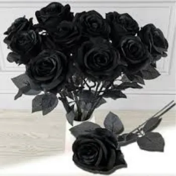 Fresh Black Rose