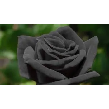 Natural Black Rose