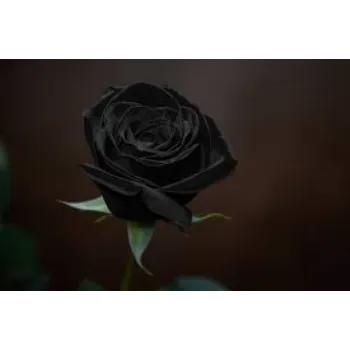 Fresh Black Rose