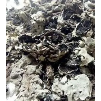 Common Black Stone Flower