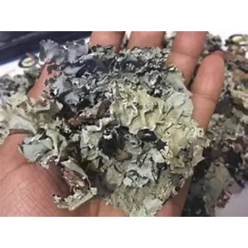 Black Stone Flower