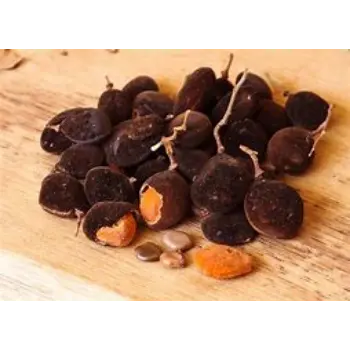 Common Black Tamarind