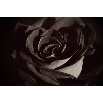  Fresh Black Rose