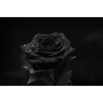 Black Rose