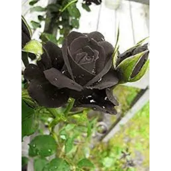 Fresh Black Rose Flowers