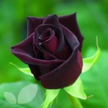 Fresh Black Rose Flower