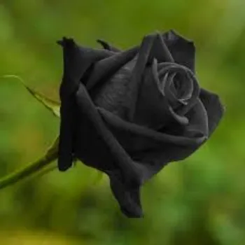Fresh Black Rose Flowers