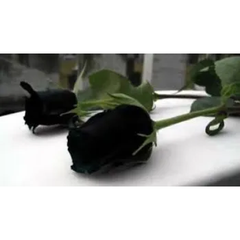 Natural Black Rose