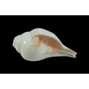 Sunil Blowing Shankh