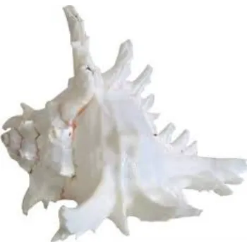 Agarwal Blowing Shankh