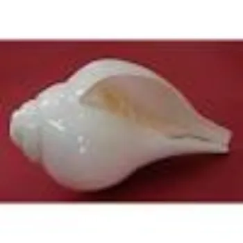 OM CAMPHOR PRODUCTS Blowing Shankh