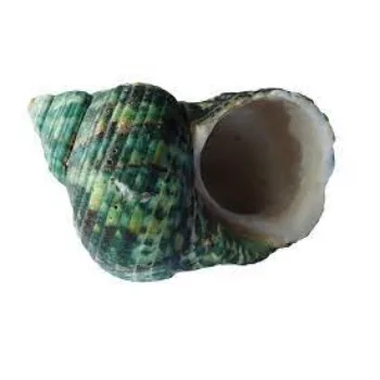High Quality Blowing Shankh
