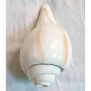 Good Quality Blowing Shankh