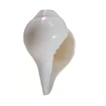 New Designed Blowing Shankh