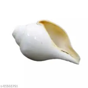 Natural Blowing Shankh