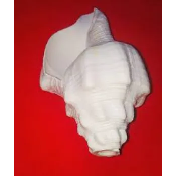 Solid Blowing Shankh