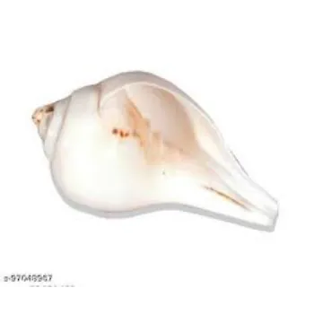 Natural Blowing Shankh