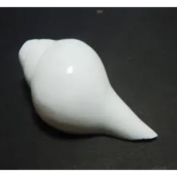 Natural Blowing Shankh