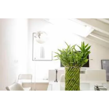 Bamboo Plant