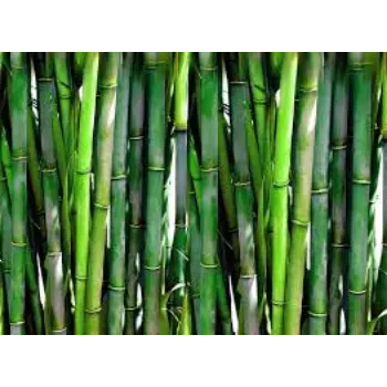 Bamboo Plant
