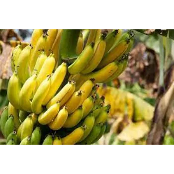 G9 Banana Plant Manufacturer