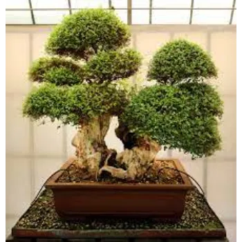 Natural Bonsai Plants
