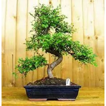 Organic Bonsai Plants