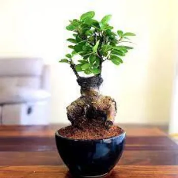 Common Bonsai Plants