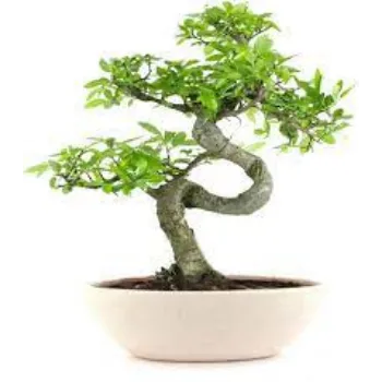 Fresh Bonsai  Plants