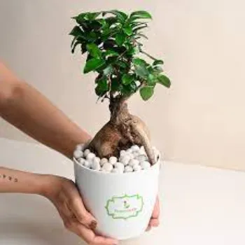 Organic Bonsai Plants