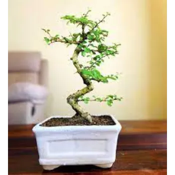 Natural Bonsai Plants