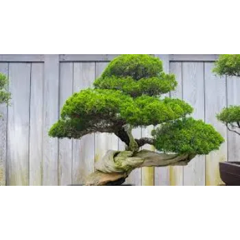 Organic Bonsai Plant
