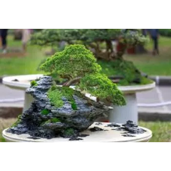 Fresh Bonsai Plant