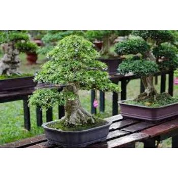 Organic Bonsai Plant