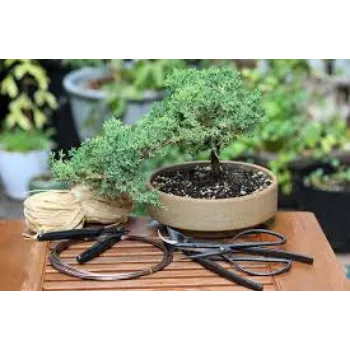 Natural Bonsai  Plants